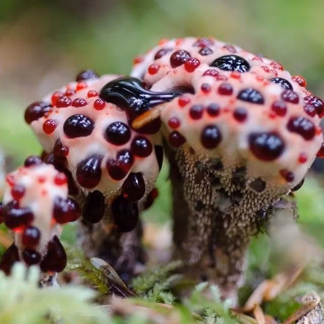  Nấm Bleeding Tooth (Hydnellum peckii). Loài nấm này có bề mặt tiết ra chất dịch màu đỏ giống như máu, làm cho nó trông giống như một chiếc răng chảy máu. Ảnh: Pinterest.