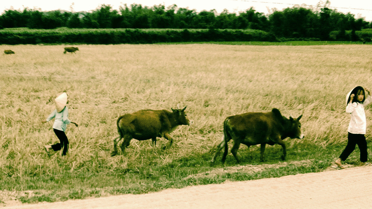 Hai bé gái chăn bò ven đường quốc lộ. Ảnh: Ernest Gaudreau.