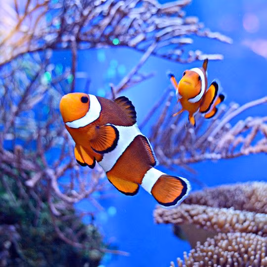  13. Cá hề (Clownfish). Cá hề có mối quan hệ cộng sinh với loài hải quỳ. Chúng miễn nhiễm với chất độc từ hải quỳ và sống trong các xúc tu của hải quỳ để tránh kẻ thù. Hải quỳ cung cấp nơi ẩn náu, trong khi cá hề giúp thu hút con mồi cho hải quỳ. Ảnh: Pinterest.