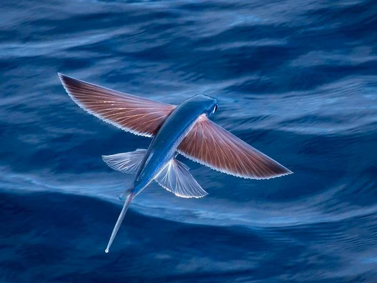  9. Cá chuồn (Flying Fish). Cá chuồn có khả năng nhảy lên khỏi mặt nước và lướt đi trong không khí nhờ vây ngực dài, giúp nó thoát khỏi kẻ thù dưới nước (dù vậy điều này khiến chúng dễ thành mồi ngon cho chim biển). Chúng có thể lướt đi được khoảng 200 mét trong không trung. Ảnh: Pinterest.