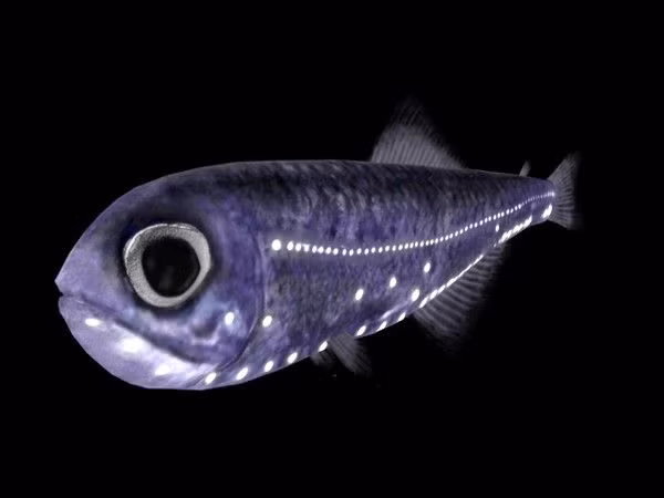  2. Cá lồng đèn (Lanternfish). Cá lồng đèn có khả năng phát sáng nhờ các cơ quan phát quang sinh học nằm dọc theo cơ thể. Chúng sử dụng ánh sáng này để giao tiếp, tìm kiếm bạn tình và tránh kẻ thù. Ảnh: Pinterest.