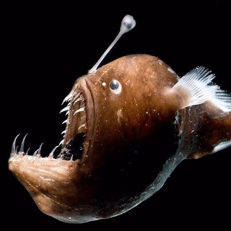  7. Cá vây chân (Anglerfish). Cá lồng đèn cái có một cục phát sáng trên đầu dùng để thu hút con mồi. Khi con mồi lại gần ánh sáng, cá sẽ nhanh chóng nuốt chửng. Cá đực nhỏ bé và sống ký sinh trên cá cái để giao phối. Ảnh: Pinterest.