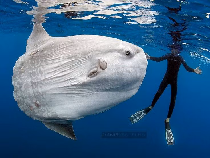  4. Cá mặt trăng (Ocean Sunfish). Cá mặt trăng là loài cá xương nặng nhất thế giới, với khối lượng có thể lên tới 2,3 tấn. Hình dạng cơ thể của nó phẳng và tròn giống như một chiếc đĩa, với vây lưng và vây hậu môn rất dài. Ảnh: Pinterest.