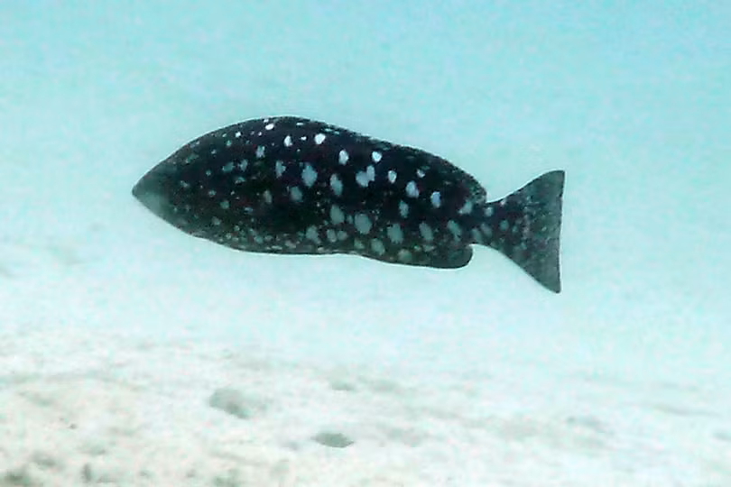  15. Cá bống trắng (White Blotched Grouper). Cá bống trắng có khả năng thay đổi giới tính trong suốt cuộc đời. Chúng sinh ra với giới tính cái và sau đó có thể biến đổi thành giới tính đực khi đạt đến một kích thước nhất định hoặc khi không có con đực trong môi trường xung quanh. Ảnh: Pinterest.