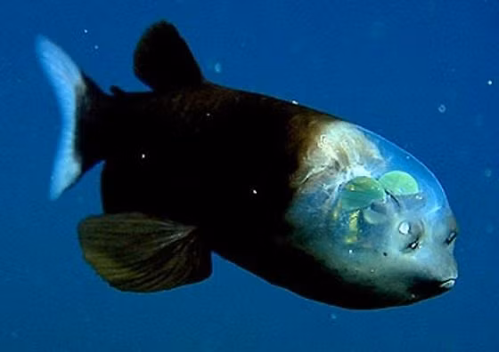  11. Cá mắt trống (Pacific Barreleye). Loài cá này có một chiếc đầu trong suốt, cho phép nó nhìn thấy con mồi từ mọi hướng. Mắt của nó có thể xoay linh hoạt và thường hướng lên phía trên để quan sát những gì xảy ra phía trên cơ thể. Ảnh: Pinterest.