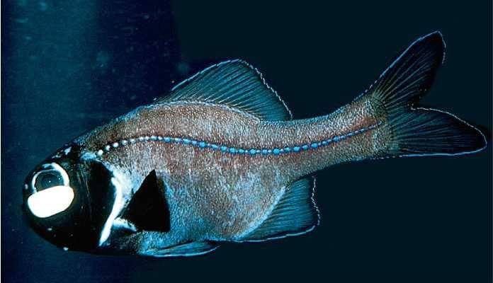  10. Cá đèn pin (Flashlight Fish). Cá đèn pin có cơ quan phát sáng bên dưới mắt, giúp chúng di chuyển và săn mồi trong vùng nước tối. Các cơ quan này có thể tắt bật giống như một chiếc đèn pin thực sự. Ảnh: Pinterest.
