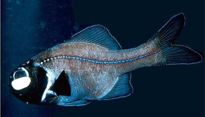  10. Cá đèn pin (Flashlight Fish). Cá đèn pin có cơ quan phát sáng bên dưới mắt, giúp chúng di chuyển và săn mồi trong vùng nước tối. Các cơ quan này có thể tắt bật giống như một chiếc đèn pin thực sự. Ảnh: Pinterest.