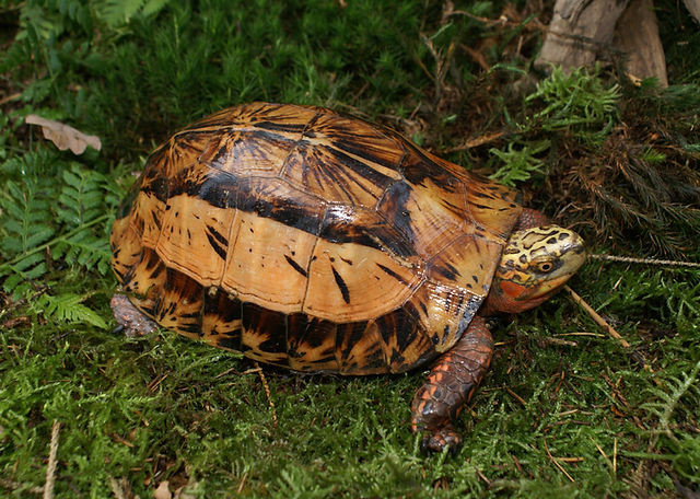 Về sinh học, sinh thái, rùa hộp trán vàng miền Bắc sống ở những nơi ẩm ướt, có các bụi rậm trong rừng cây gỗ ở vùng trung du và vùng núi. Ảnh: Turtle Sanctuary Conservation Center.