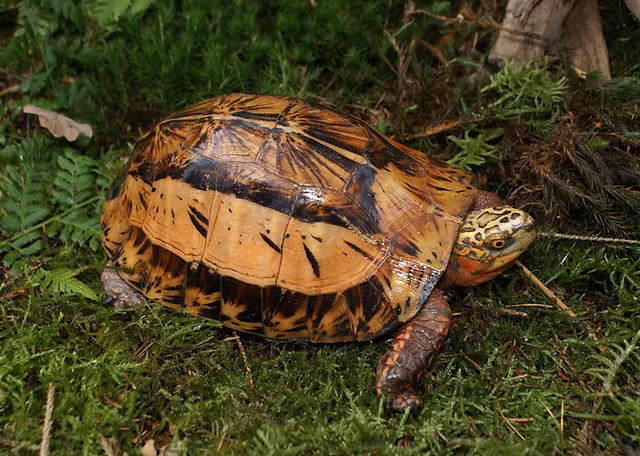 Về sinh học, sinh thái, rùa hộp trán vàng miền Bắc sống ở những nơi ẩm ướt, có các bụi rậm trong rừng cây gỗ ở vùng trung du và vùng núi. Ảnh: Turtle Sanctuary Conservation Center.