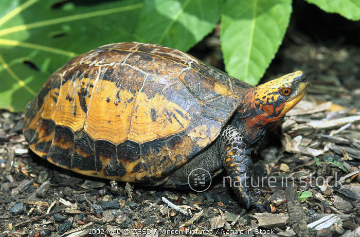 Ở Việt Nam, rùa hộp trán vàng miền Bắc được ghi nhận từ các tỉnh miền núi phía Bắc cho đến Quảng Trị. Trên thế giới, chúng phân bố ở Lào và đảo Hải Nam của Trung Quốc. Ảnh: Nature in Stock.