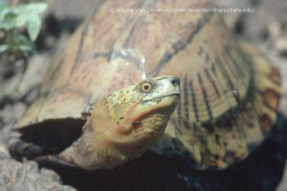 Hiện nay, số lượng rùa hộp trán vàng ở Việt Nam đang bị giảm sút mạnh do bị săn bắt bừa bãi và sinh cảnh sống của chúng bị tàn phá. Tại một số nơi phân bố chúng đã bị tuyệt diệt. Ảnh: The Reptile Database.