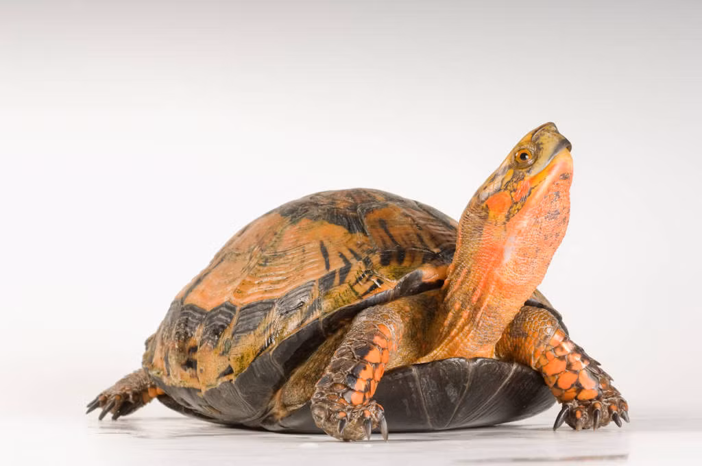 Ngoài rùa hộp trán vàng miền Bắc, Việt Nam còn là nơi sinh sống của hai loài rùa hộp trán vàng khác là rùa hộp trán vàng miền Trung (Cuora bourreti) và rùa hộp trán vàng miền Nam (Cuora picturata). Ảnh: Joel Sartore.