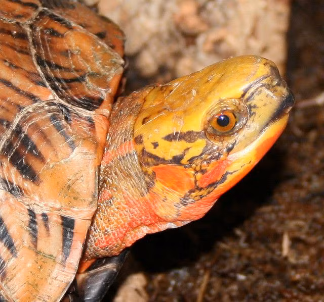 Chúng ăn chủ yếu động vật (giun đất, cá, thịt) và cả thực vật (hoa quả, chuối). Khi nuôi trong khu vực cứu hộ động vật chúng thích ăn chuối chín và các loại rau. Ảnh: Pinterest.