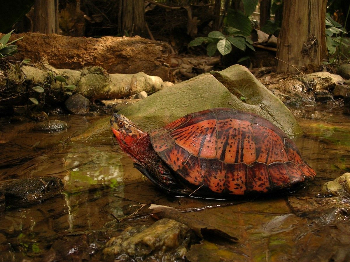 Yếm gồm hai mảnh cử động được, nửa yếm phía trước có thể khép kín lại được khi đầu thụt vào trong mai. Hai tấm vảy hậu môn của yếm gắn liền làm một. Ảnh: Asian Turtle Program.