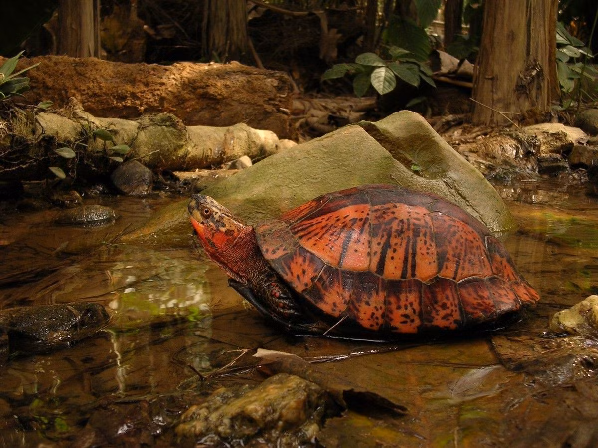 Yếm gồm hai mảnh cử động được, nửa yếm phía trước có thể khép kín lại được khi đầu thụt vào trong mai. Hai tấm vảy hậu môn của yếm gắn liền làm một. Ảnh: Asian Turtle Program.