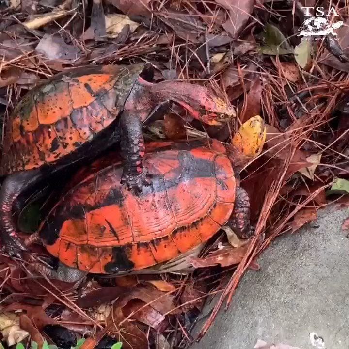 Luật pháp Việt Nam nghiêm cấm săn bắt, buôn bán rùa hộp trán vàng. Cần tổ chức nhân nuôi ở các khu bảo tồn nhằm nhân giống để thả vào môi trường tự nhiên và giữ lại nguồn gene. Ảnh: Reddid.