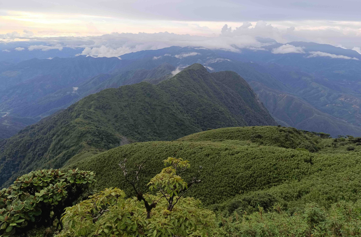 Cụ thể, trong chuyến thám hiểm núi Pờ Ma Lung (huyện Phong Thổ, tỉnh Lai Châu) nhóm nghiên cứu đến từ tổ chức Indo-Myanmar Conservation, có trưởng nhóm là một chuyên gia Việt Nam, đã phát hiện một loài cóc mới với những đặc điểm riêng, chưa từng được biết đến trước đây. Ảnh: BBC Wildlife Magazine.