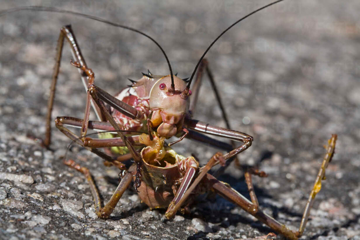 Dế bọc thép châu Phi là những kẻ ăn thịt đồng loại.Khi một con dế phun máu để xua đuổi kẻ ăn thịt khác, cơ thể đầy máu của chúng sau đó thu hút sự chú ý rất lớn từ các con dế đồng loại. Những con dế đồng loại khi đó nghĩ con dế vừa phun máu bị thương và sẽ cố gắng ăn thịt chúng.