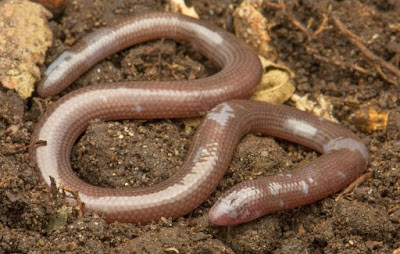 Cụ thể, các nhà khoa học thuộc trung tâm này đã phát hiện và mô tả một loài thằn lằn mù mới thuộc chi Dibamus ở Vườn quốc gia Núi Chúa. Ảnh: Kliukin, Bragin, Nguyen &amp; Poyarkov.