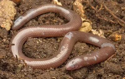 Cụ thể, các nhà khoa học thuộc trung tâm này đã phát hiện và mô tả một loài thằn lằn mù mới thuộc chi Dibamus ở Vườn quốc gia Núi Chúa. Ảnh: Kliukin, Bragin, Nguyen &amp; Poyarkov.