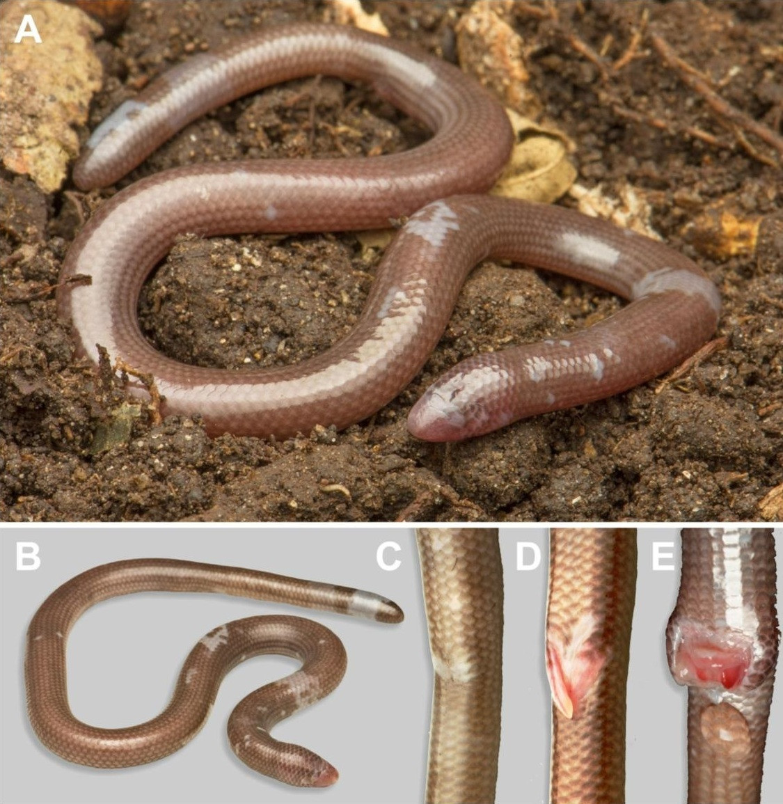 Đặc biệt, chúng không có chi trước, và chi sau chỉ thấy ở mẫu đực nhưng rất sơ khai. Ảnh: Andrey M. Bragin and Nikolay A. Poyarkov.