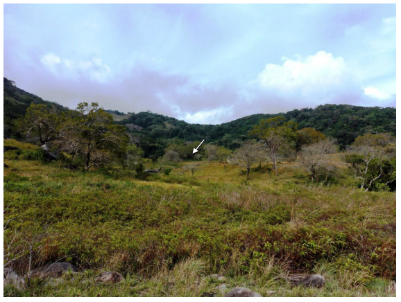 Địa điểm tìm thấy loài thằn lằn mới ở Vườn quốc gia Núi Chúa, tỉnh Ninh Thuận. Ảnh: TT Nhiệt đới Việt Nga.