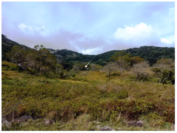 Địa điểm tìm thấy loài thằn lằn mới ở Vườn quốc gia Núi Chúa, tỉnh Ninh Thuận. Ảnh: TT Nhiệt đới Việt Nga.