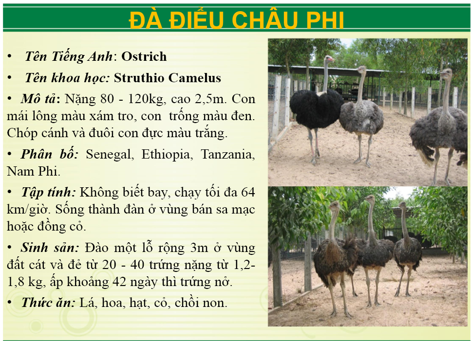 Ảnh: Website Khu du lịch sinh thái Vườn Xoài.