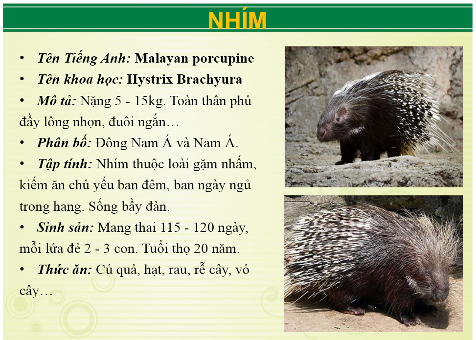 Ảnh: Website Khu du lịch sinh thái Vườn Xoài.