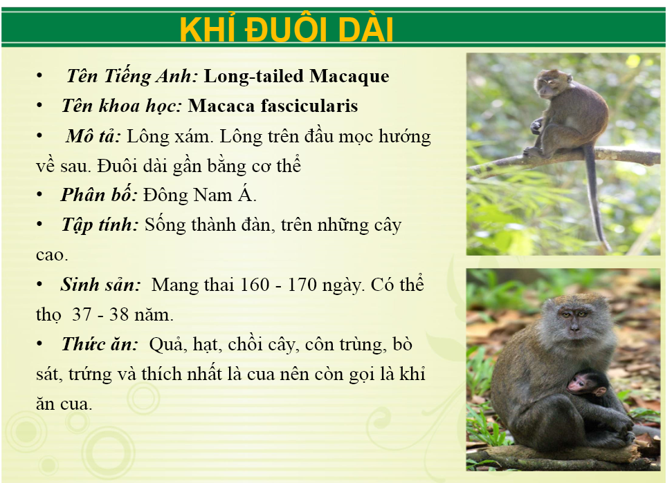 Ảnh: Website Khu du lịch sinh thái Vườn Xoài.