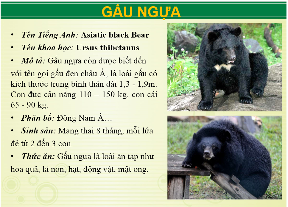 Ảnh: Website Khu du lịch sinh thái Vườn Xoài.