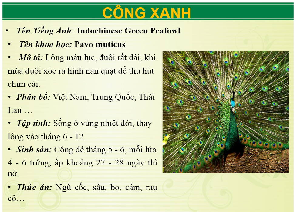 Ảnh: Website Khu du lịch sinh thái Vườn Xoài.