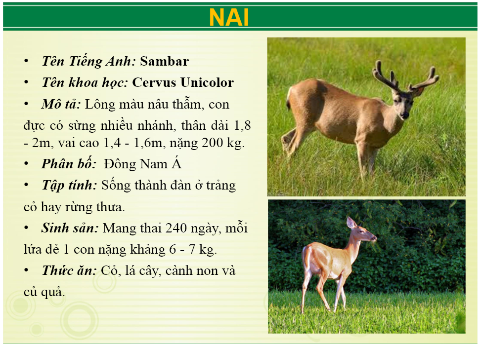 Ảnh: Website Khu du lịch sinh thái Vườn Xoài.