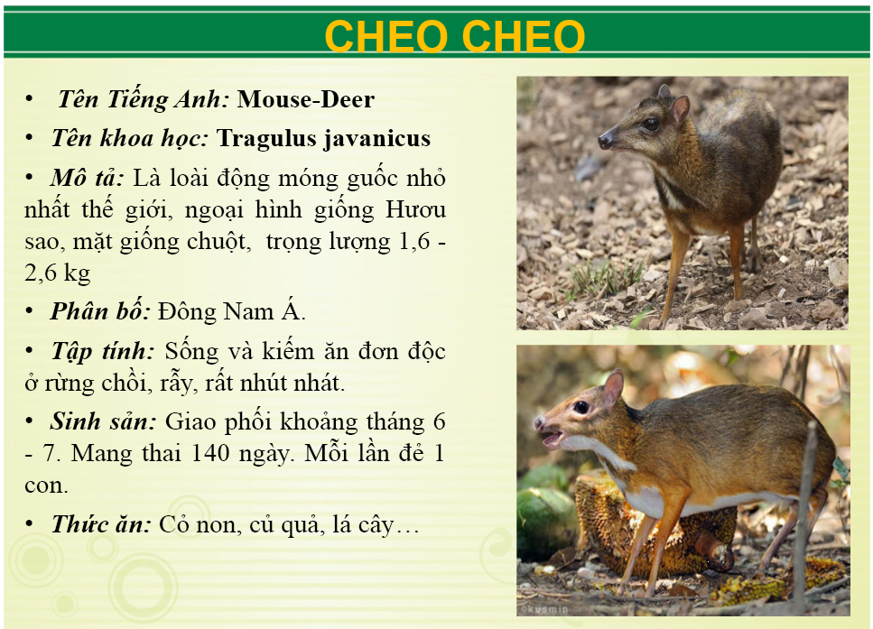 Ảnh: Website Khu du lịch sinh thái Vườn Xoài.