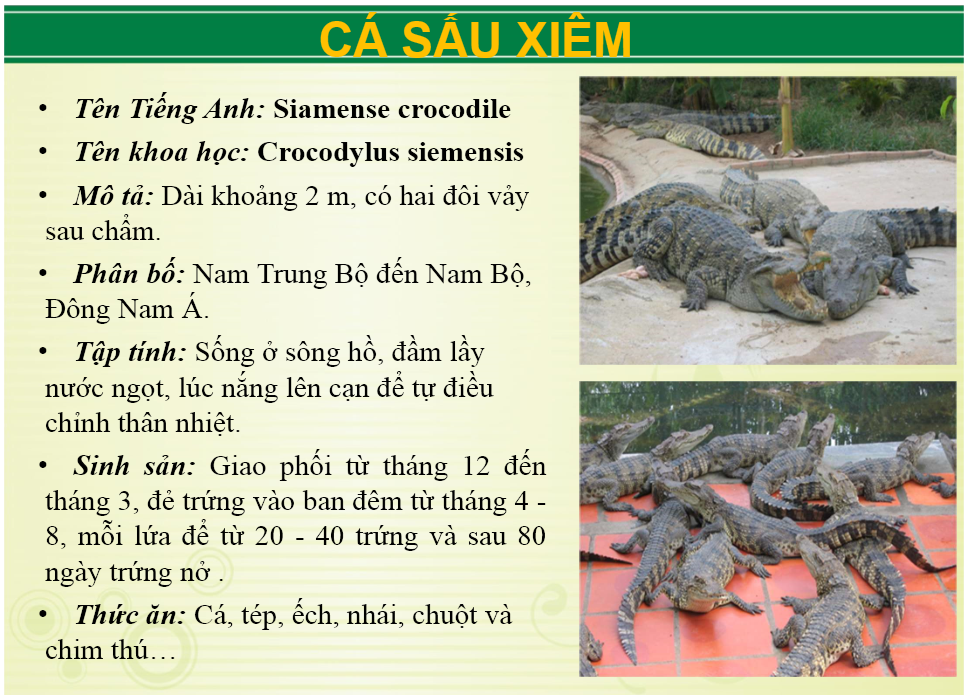 Ảnh: Website Khu du lịch sinh thái Vườn Xoài.