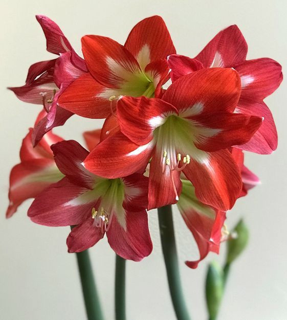  Hoa Loa kèn đỏ (Amaryllis). Độc tính: Củ của cây chứa lycorine, một chất độc. Triệu chứng: Buồn nôn, nôn, tiêu chảy và thậm chí co giật. Ảnh: Pinterest.