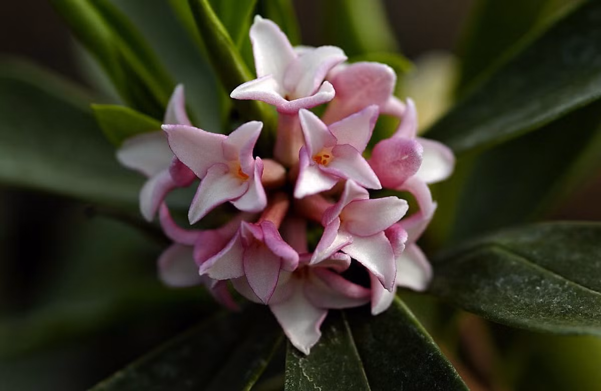  Hoa Thụy hương (Daphne). Độc tính: Quả và vỏ cây chứa độc tố daphnin. Triệu chứng: Nôn mửa, tiêu chảy, co giật, hôn mê và tử vong. Ảnh: Pinterest.