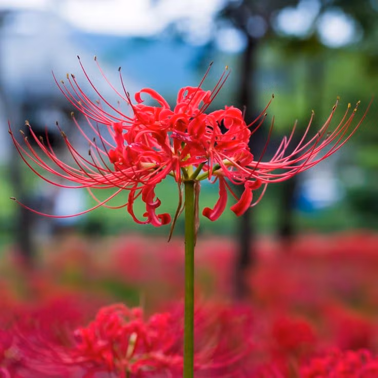  Hoa Bỉ ngạn (Lycoris radiata). Độc tính: Toàn bộ cây chứa độc tố lycorine, đặc biệt ở củ. Triệu chứng: Buồn nôn, nôn mửa, tiêu chảy, khó thở và có thể tử vong nếu ăn phải với liều lượng lớn. Ảnh: Pinterest.