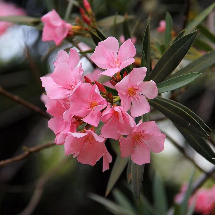  Hoa Trúc đào (Nerium oleander). Độc tính: Lá, hoa, và nhựa cây đều chứa glycoside tim gây độc. Triệu chứng: Buồn nôn, nôn mửa, loạn nhịp tim, hôn mê và có thể gây tử vong. Ảnh: Pinterest.