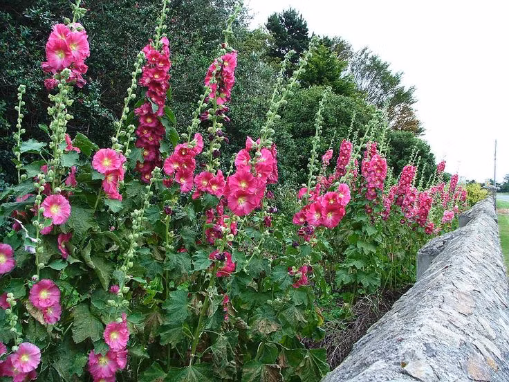  Hoa Mãn đình hồng (Alcea rosea). Độc tính: Gây kích ứng da nếu tiếp xúc trong thời gian dài. Triệu chứng: Dị ứng da, viêm da, sưng tấy. Ảnh: Pinterest.
