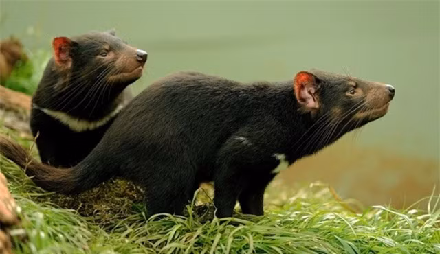 'Sát thủ' ăn thịt tuyệt chủng sau 3.000 năm bỗng ‘hồi sinh’ - Hình 2 'Sat thu' an thit tuyet chung sau 3.000 nam bong ‘hoi sinh’-Hinh-2