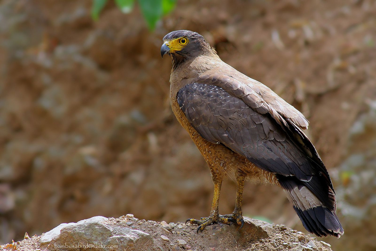 Trong tự nhiên, diều hoa Miến Điện có vai trò quan trọng trong việc duy trì cân bằng sinh thái, giúp kiểm soát quần thể các loài khác ở mức độ ổn định. Ảnh: Pinterest.
