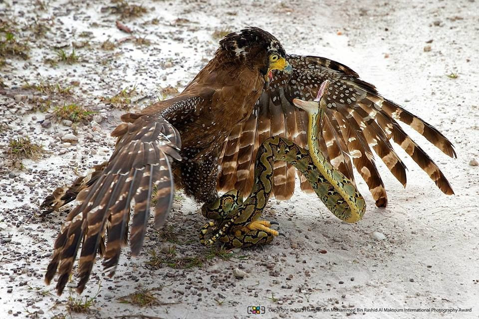 Cũng như nhiều loài chim săn mồi khác, diều hoa Miến Điện đang chịu áp lực lớn từ việc mất môi trường sống và săn bắn. Số lượng của chúng đã suy giảm mạnh tại nhiều khu vực phân bố truyền thống. Ảnh: Pinterest.