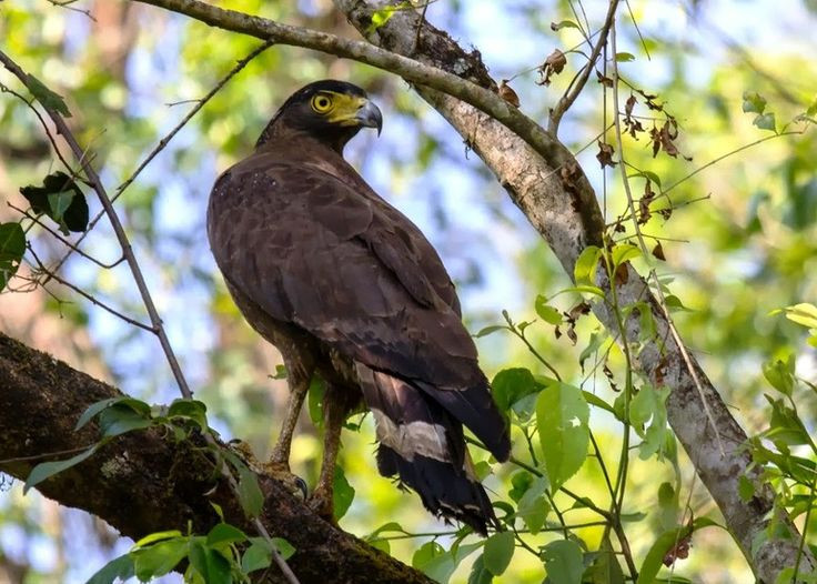 Các cá thể trưởng thành của diều hoa Miến Điện có kích thước trung bình, dài 56-74 cm, với bộ lông chủ yếu có màu nâu và trắng, giúp chúng ngụy trang hiệu quả trong môi trường sống tự nhiên. Ảnh: Pinterest.