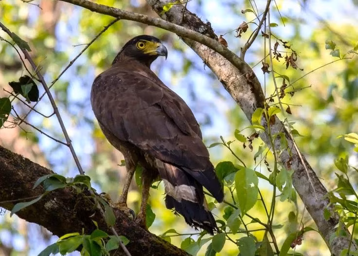 Các cá thể trưởng thành của diều hoa Miến Điện có kích thước trung bình, dài 56-74 cm, với bộ lông chủ yếu có màu nâu và trắng, giúp chúng ngụy trang hiệu quả trong môi trường sống tự nhiên. Ảnh: Pinterest.