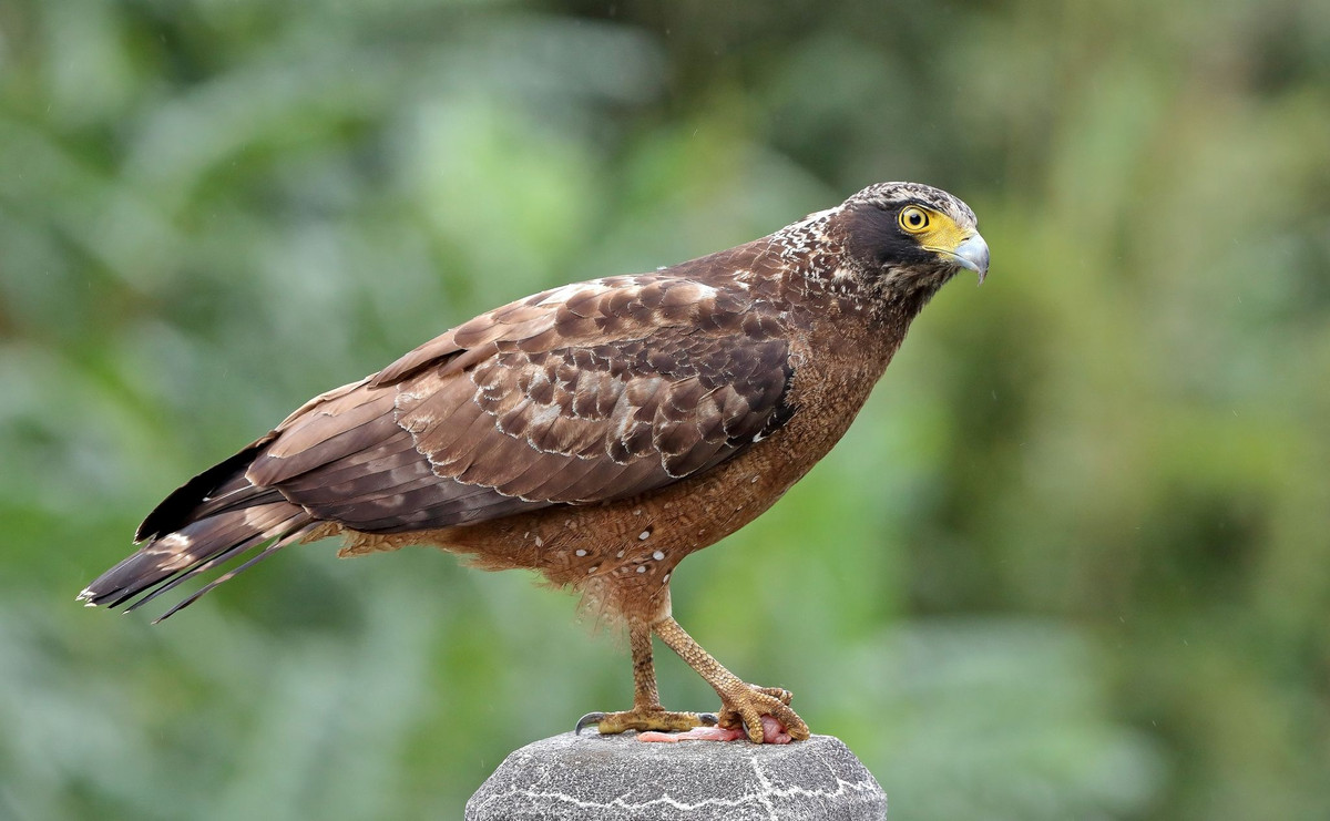 Có tên khoa học là Spilornis cheela, diều hoa Miến Điện còn có tên gọi khác là là diều hâu lưng nâu, là một loài chim săn mồi thuộc họ Ưng (Accipitridae). Ảnh: Pinterest.