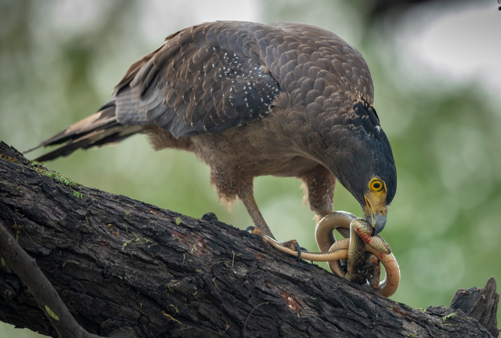 Chúng phân bố chủ yếu ở các vùng rừng nhiệt đới và cận nhiệt đới của khu vực Nam Á và Đông Nam Á, bao gồm cả Việt Nam. Ảnh: Pinterest.