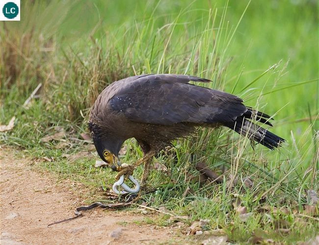 Chúng thường sống đơn độc hoặc theo cặp và thường xây tổ trên cây cao. Chế độ ăn của chủ yếu bao gồm các loài chim nhỏ, rắn và động vật gặm nhấm. Ảnh: Pinterest.