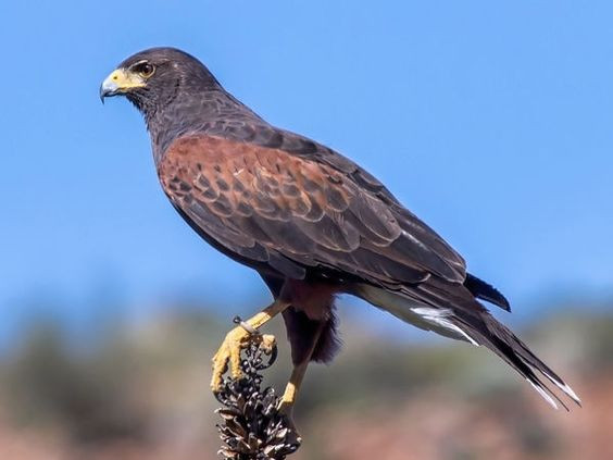 Ở nước ta, diều hoa Miến Điện được ghi nhận trên khắp cả nước. Có thể quan sát chúng tại các Vườn quốc gia Hoàng Liên Sa Pa, Ba Vì, Cúc Phương, Bạch Mã, Cát Tiên. Ảnh: Pinterest.