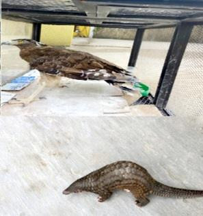 Ngày 9/10, chi cục Kiểm lâm TP Đà Nẵng vừa tiếp nhận 2 cá thể động vật hoang dã nguy cấp quý hiếm do người dân giao nộp, gồm một cá thể tê tê Java nặng 1,2 kg và một cá thể diều hoa Miến Điện nặng 1,5 kg. Ảnh: CAND.